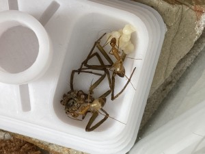 [Blog] Les Camponotus sanctus de Lorette, IMG_9825.jpeg