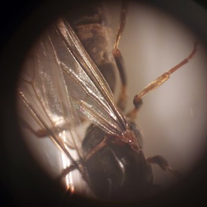 [Lasius sp.] Demande d'identification, 2.jpg