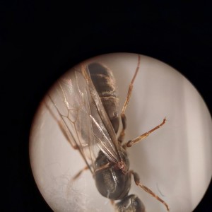 [Lasius sp.] Demande d'identification, 3.jpg