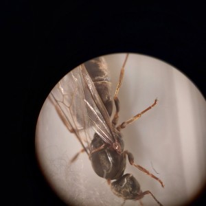[Lasius sp.] Demande d'identification, 4.jpg