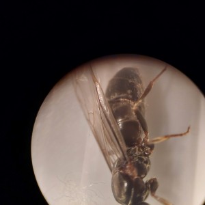 [Lasius sp.] Demande d'identification, 6.jpg