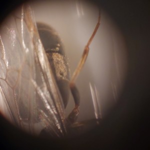 tache, [Lasius sp.] Demande d'identification