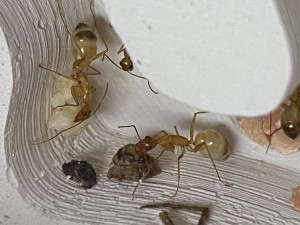 [Blog] Les Camponotus sanctus de Lorette, IMG_9835.jpeg