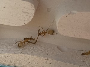 [Blog] Les Camponotus sanctus de Lorette, IMG_9834.jpeg