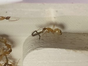 [Blog] Les Camponotus sanctus de Lorette, IMG_9832.jpeg