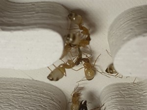 [Blog] Les Camponotus sanctus de Lorette, IMG_9831.jpeg