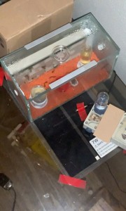 [Q/R] Camponotus barbaricus Marmoun, IMG_2230.jpeg