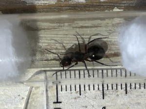 [Formica Rufa] Demande d'identification de fourmi Tarnaise, IMG_0195.JPG