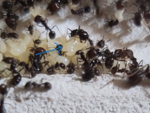 [BLOG] Messor barbarus de Bouboulou, IMG_20250612_171449.jpg