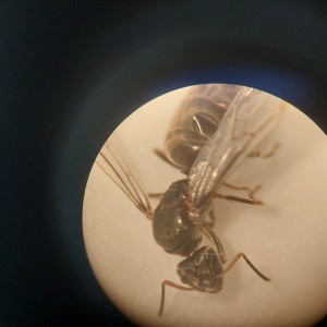 [Lasius sp.] Demande d'identification, 20250612_181054.jpg