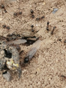 [Lasius sp.] Fourmis de ma terrasse, IMG_20250613_191140.jpg