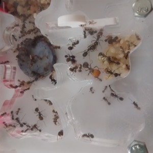 Major 2, [Blog] Les M.barbarus de Gigantiosp 59