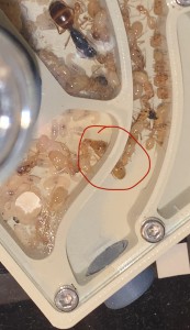 [Q/R] 1 gynes Camponotus fedstchenkoi 2023 (dark morph), IMG_2235.jpeg