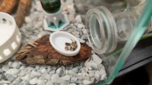 Victoire du cloporte, [Blog] Camponotus barbaricus de Mimiti