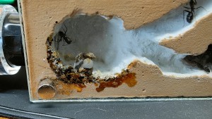 12h49, [Blog] Camponotus barbaricus de Mimiti