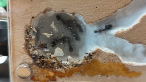 17h00, [Blog] Camponotus barbaricus de Mimiti
