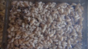 Cocons Lasius emarginatus, [Blog] Lasius emarginatus de Seed noir