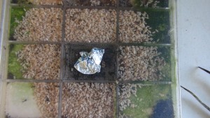 Cocons Lasius emarginatus 2, [Blog] Lasius emarginatus de Seed noir