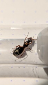 Gyne vue de dessus, Identification : Formica rufibarbis ?