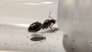 Gyne vue de côté, Identification : Formica rufibarbis ?