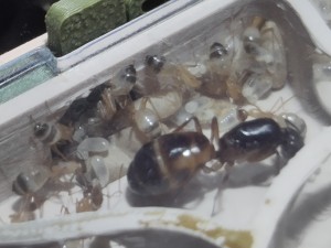 À gauche de la reine (il est plus gros que son gastre !)., [BLOG] Camponotus sanctus de Bouboulou