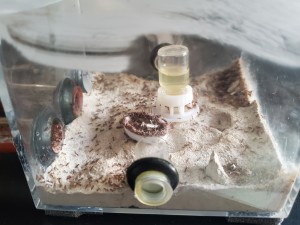 ADC, [Blog] Pheidole pallidula de Phasman