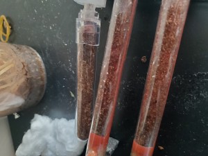 3 tubes remplis, [Blog] Pheidole pallidula de Phasman