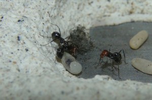 Larve Myrmecocystus placodops, [Blog] Myrmecocystus placodops (fourmi pot de miel) de Seed noir