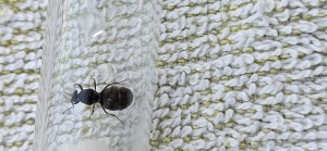 [Lasius sp.] Demande d'identification, 20250617_212817.jpg