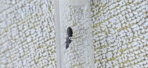 [Lasius sp.] Demande d'identification, 20250617_212813.jpg