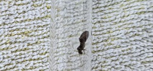 [Lasius sp.] Demande d'identification, 20250617_212805.jpg