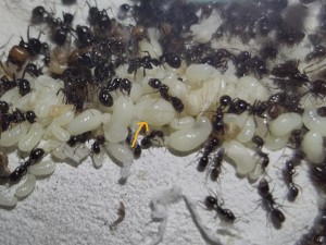 [BLOG] Messor barbarus de Bouboulou, IMG_20250616_141150.jpg