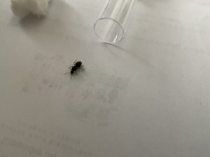 [Lasius sp. noir] Quelle espèce ?, IMG_1960.jpeg