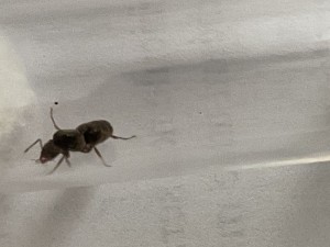 [Lasius sp. noir] Quelle espèce ?, IMG_1959.jpeg