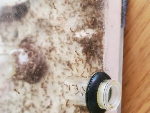 Pheidole, [Blog] Pheidole pallidula de Phasman