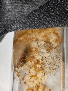 [Q/R] de la petite aventure des Lasius favus de Salem, IMG_20250620_152115.jpg
