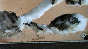 [Blog] Camponotus barbaricus de Mimiti, IMG20250620172415.jpg