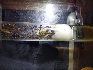 Colonie, [BLOG]Camponotus nicobarensis de Fourmitien.