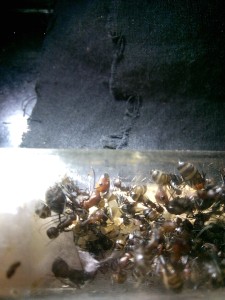 Colonie, [BLOG]Camponotus nicobarensis de Fourmitien.