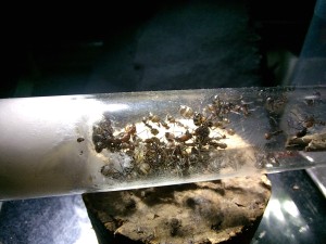 Colonie, [BLOG]Camponotus nicobarensis de Fourmitien.
