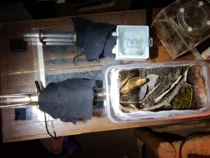 setup de mes deux colonies chauffé ( Messor sp. maroc et les nico), [BLOG]Camponotus nicobarensis de Fourmitien.