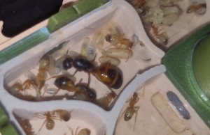 [BLOG] Camponotus sanctus de Bouboulou, IMG_20250623_154102.jpg