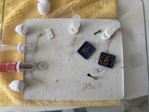 Adc avec grenier en apparence, [Blog] Messor barbarus de Azra