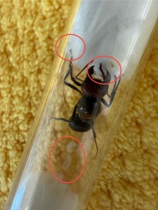 Couvain, [Blog] Messor cephalotes de Azra