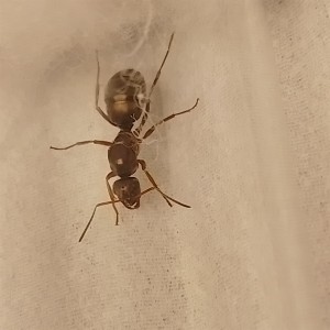Reine, [Formica sp.] Formica sp ?