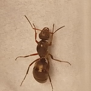 Reine, [Formica sp.] Formica sp ?