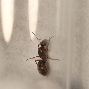 Reine, [Formica sp.] Formica sp ?