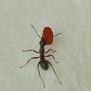Ouvrières formica trouver près du lieu de récolte, [Formica sp.] Formica sp ?