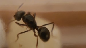 [Blog] Lasius fuliginosus X Lasius brunneus, 20250626_071726.jpg