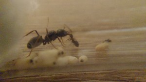 [Blog] Lasius fuliginosus X Lasius brunneus, 20250627_211318.jpg